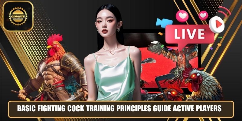 Basic fighting cock training principles guide active players