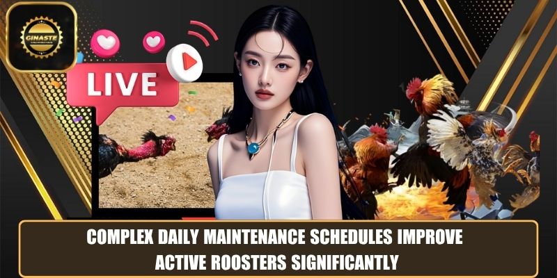 Complex daily maintenance schedules improve active roosters significantly