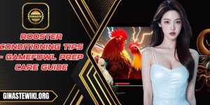 Rooster conditioning tips